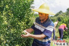 （乡村行·看振兴）广东蓝口镇：茶枝柑结出“黄